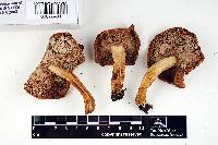 Russula fragrantissima image