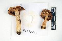 Russula flavisiccans image