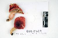 Russula lilacea image