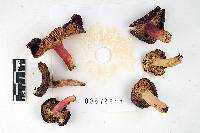 Russula mariae image