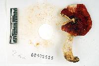 Russula luteofolia image