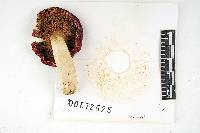 Russula luteofolia image