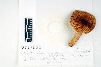 Russula laurocerasi image