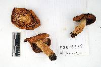 Russula granulata image