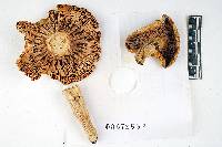 Russula ionochlora image