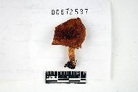 Russula granulata image