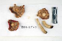 Russula humidicola image