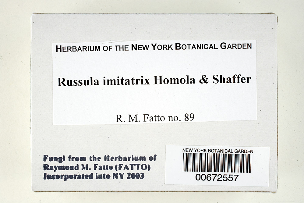 Russula imitatrix image