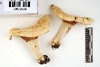 Russula inopina image