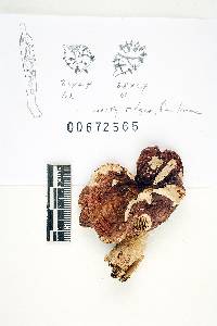 Russula incarnaticeps image