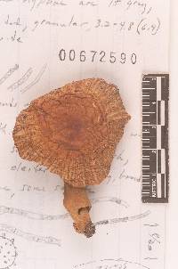 Russula mutabilis image