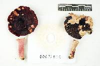 Russula mariae image