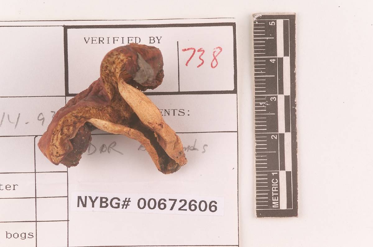 Russula mutabilis image
