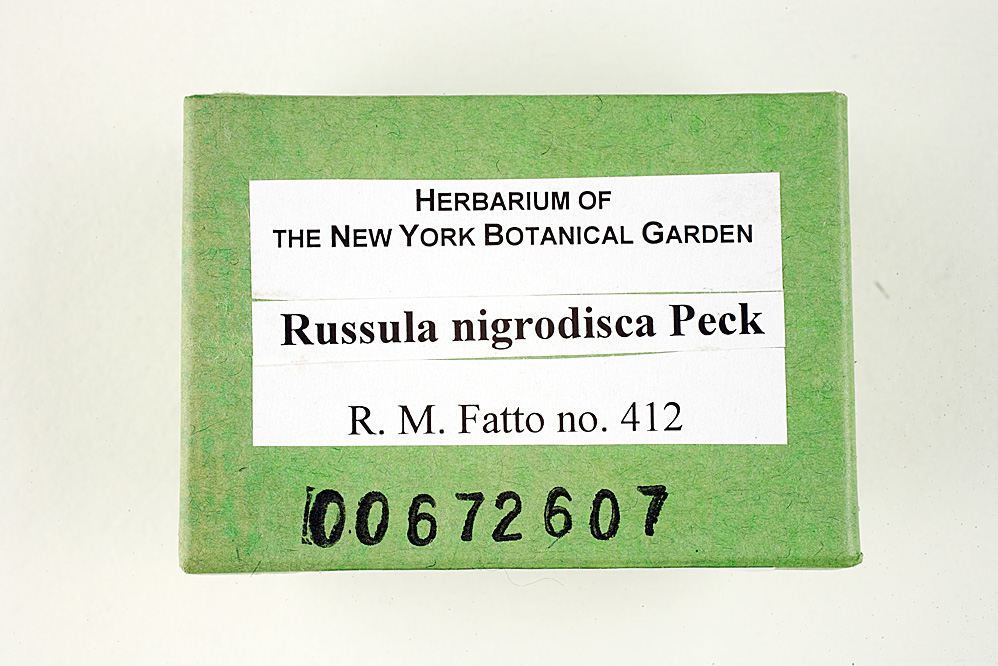 Russula nigrodisca image