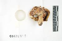 Russula modesta image