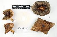 Russula modesta image