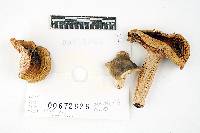 Russula modesta image