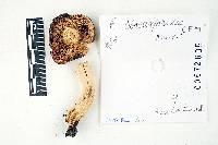 Russula melliolens image