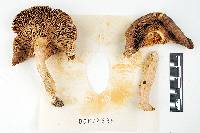 Russula olivacea image