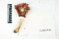 Russula praeclavipes image