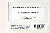 Russula vesicatoria image