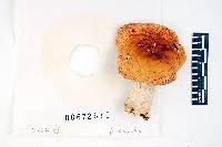 Russula xantho image