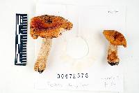 Russula xantho image