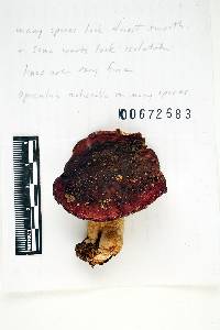 Russula vinacea image