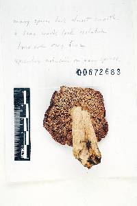 Russula vinacea image