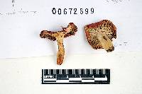 Russula fucosa image