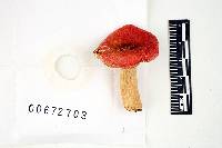 Russula xerampelina image