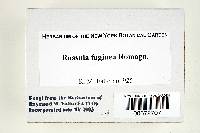 Russula faginea image