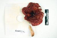 Russula gracilipes image