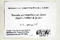 Russula cicatricata image