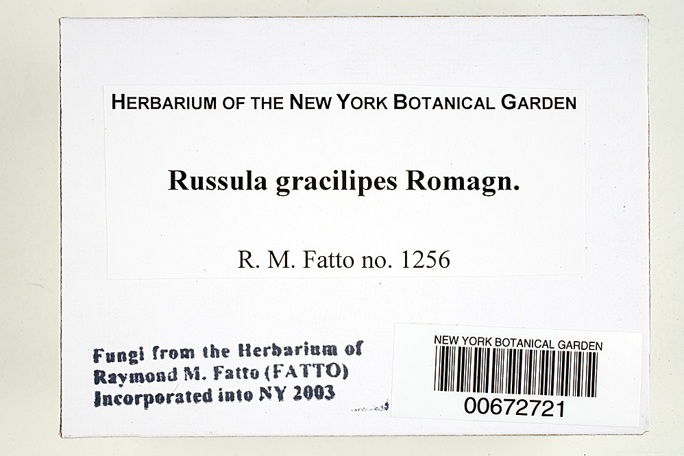 Russula gracilipes image