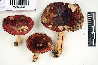 Russula gracilipes image