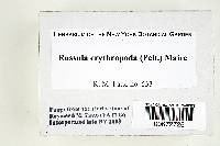 Russula erythropoda image