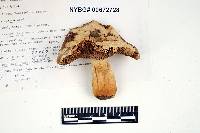 Russula squalida image