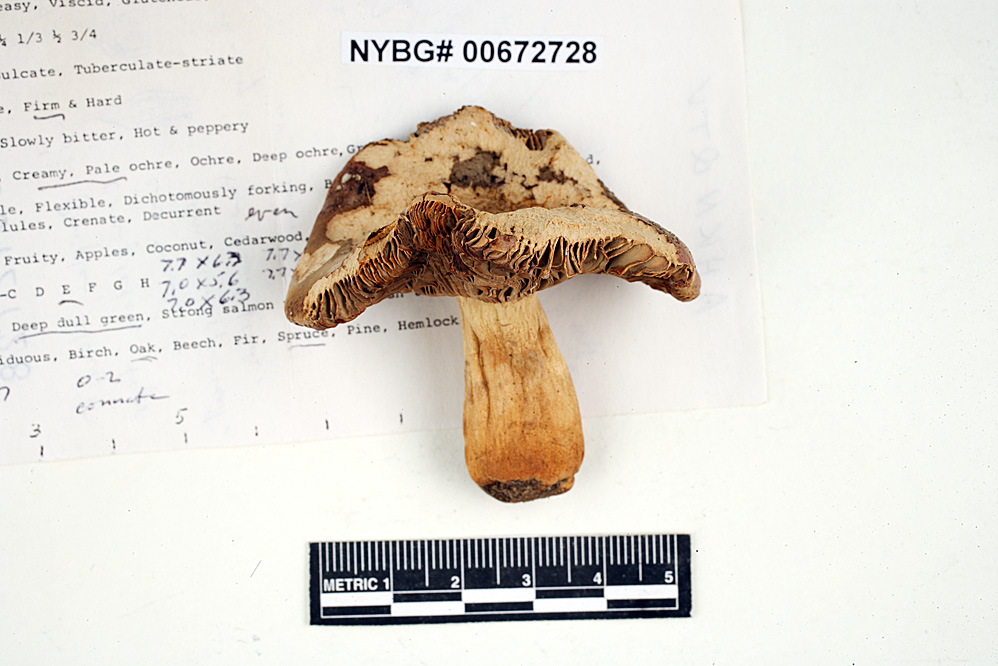 Russula squalida image