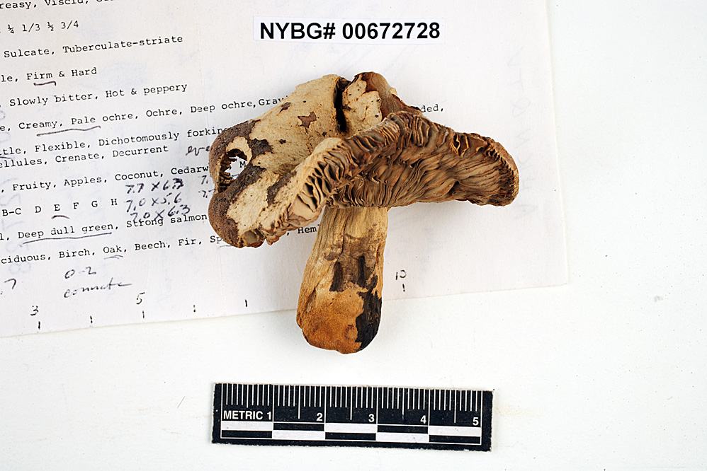 Russula squalida image