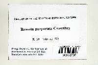 Russula purpurata image