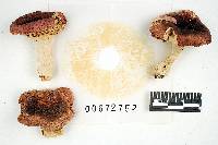 Russula font-queri image