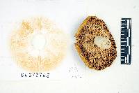 Russula romellii image