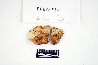 Russula viridioculata image