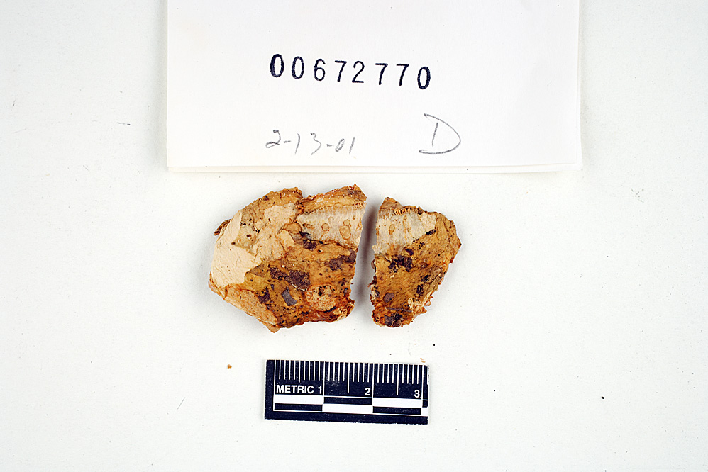 Russula viridioculata image