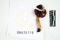 Russula pusilla image