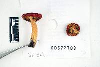 Russula subpunctata image