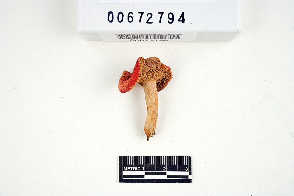 Russula subpunctata image