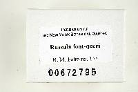 Russula font-queri image