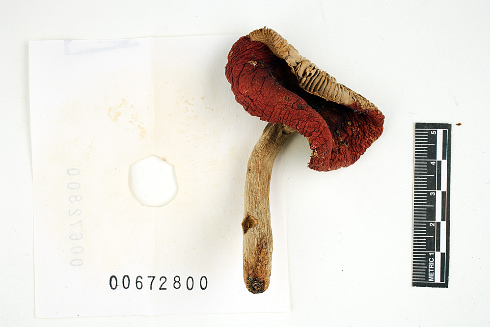 Russula rubescens image